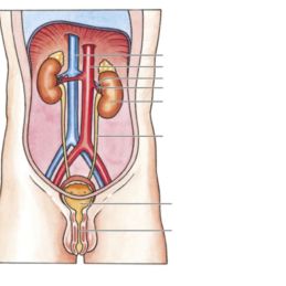 ITEM 1
